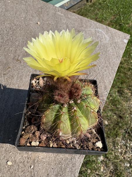 Parodoa ottonis